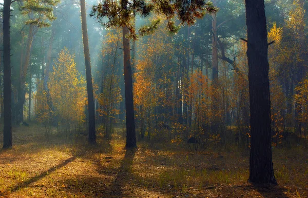 Прогулка Лесу Доброе Утро Солнечные Лучи Красота Осень — стоковое фото