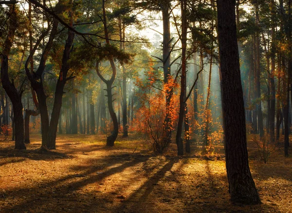 Wandelen Het Bos Ochtend Stralen Van Zon Schoonheid Herfst — Stockfoto