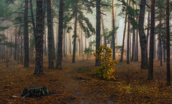 Caminhe Floresta Névoas Outono Cores Outono Humor Outono — Fotografia de Stock