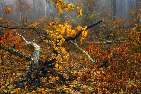 walk in the autumn forest. autumn mood. autumn colors. melancholy.