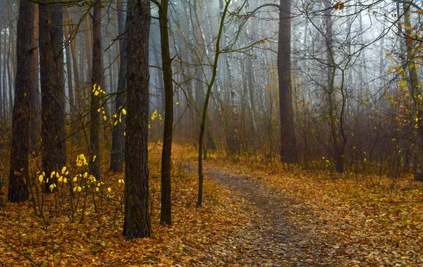 Spaziergang Herbstlichen Wald Herbststimmung Herbstfarben Melancholie — Stockfoto