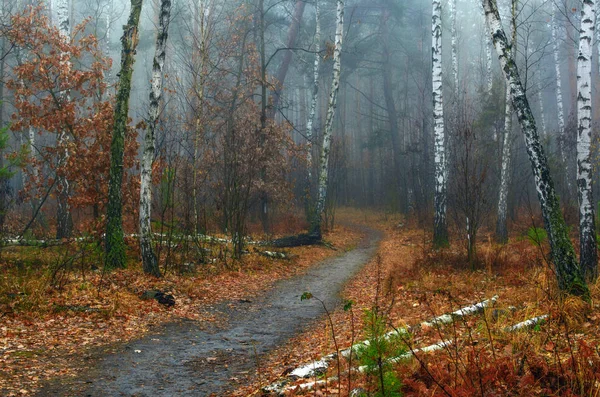 Caminhar Floresta Outono Clima Outono Cores Outono Melancolia — Fotografia de Stock