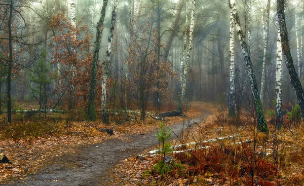 Spaziergang Herbstlichen Wald Herbststimmung Herbstfarben Melancholie — Stockfoto