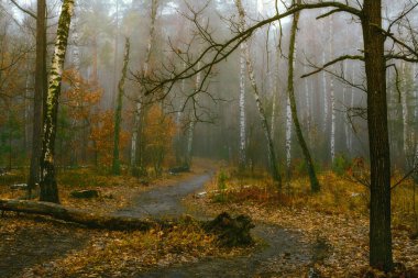 ormanda yürümek. Sonbahar, sonbahar renk, Sonbahar ruh gelişemez.