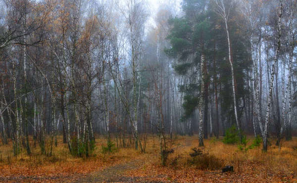 Прогулка Осеннему Лесу Осеннее Настроение Осенние Цвета Melancholy — стоковое фото