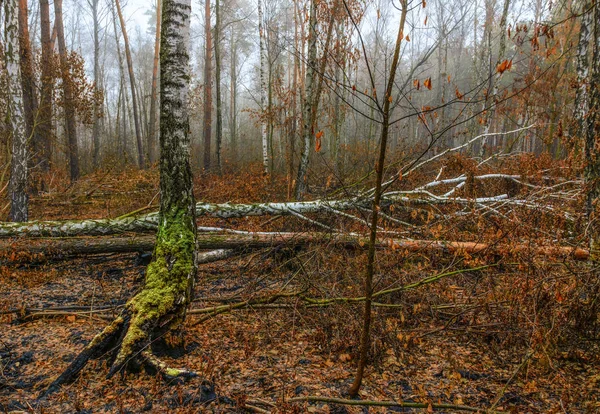 Spaziergang Herbstlichen Wald Herbststimmung Herbstfarben Melancholie — Stockfoto