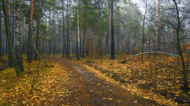 Sonbahar ormanda yürümek. sonbahar renkleri. Sonbahar ruh hali. melankoli.