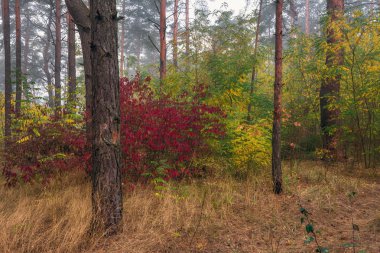 Sonbahar ormanda yürümek. sonbahar renkleri. Sonbahar gelişemez. melankoli.