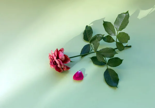 lonely sprig of roses. flower. minimalism.