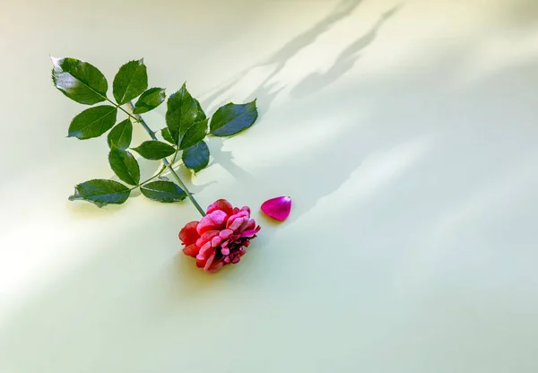 lonely sprig of roses. flower. minimalism.
