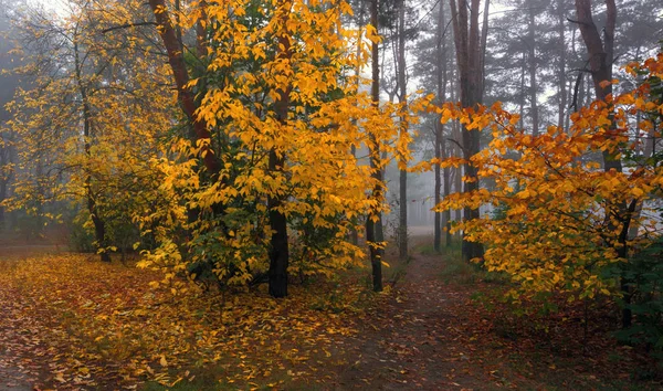 Spaziergang Herbstlichen Wald Herbstfarben Herbstnebel Melancholie — Stockfoto
