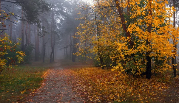 秋の森の中を歩きます 秋の色 秋の霧 — ストック写真