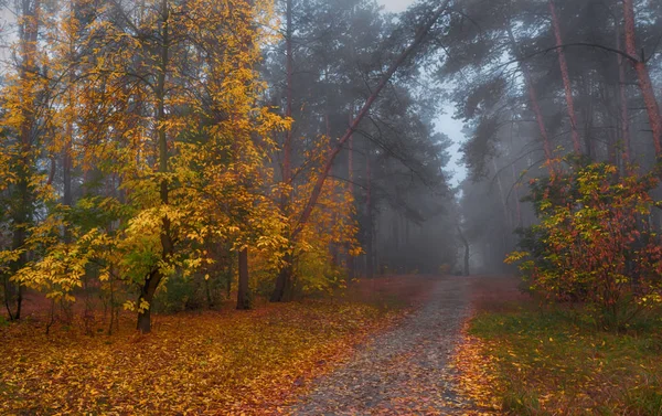 Прогулка Осеннему Лесу Осенние Цвета Осенние Туманы Melancholy — стоковое фото