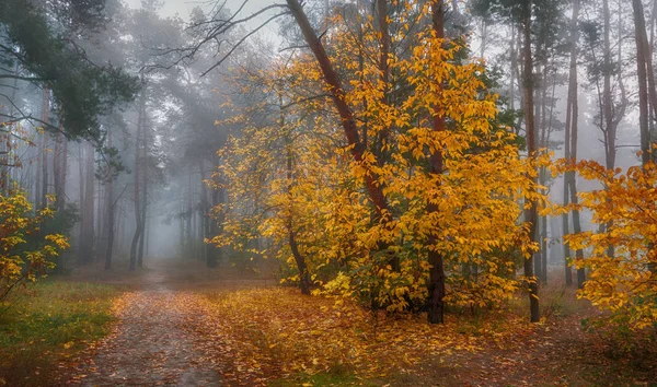 Περίπατος Στο Δάσος Φθινόπωρο Χρώματα Του Φθινοπώρου Φθινόπωρο Ομίχλες Μελαγχολία — Φωτογραφία Αρχείου