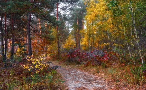 秋の森の中を歩きます 秋の色 秋の霧 秋の色 — ストック写真