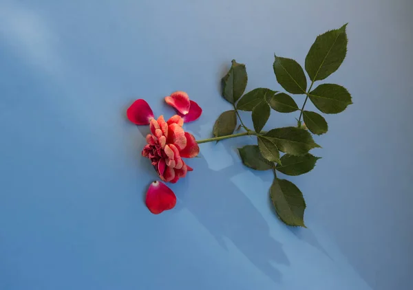 lonely sprig of roses. flower. minimalism.