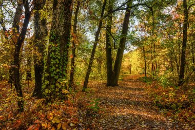 Sonbahar gezisi. Sonbahar ormanda yürümek. sonbahar renkleri.