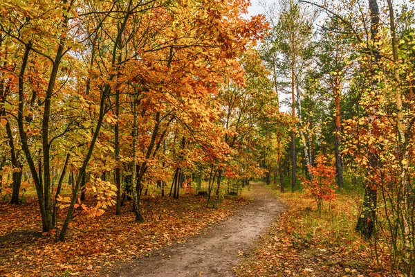 Výlet Podzimu Procházka Podzimním Lese Podzimní Barvy — Stock fotografie