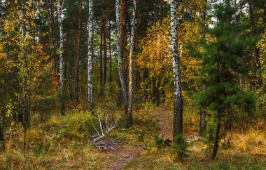Sonbahar gezisi. ormanda yürümek. sonbahar renkleri. sonbahar yaprakları. melankoli.