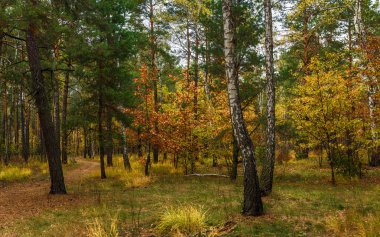 Sonbahar gezisi. ormanda yürümek. sonbahar renkleri. sonbahar yaprakları. melankoli.