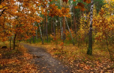Sonbahar gezisi. ormanda yürümek. sonbahar renkleri. sonbahar yaprakları. melankoli.