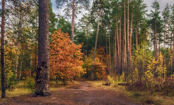 秋の旅 森の中を歩きます 秋の色 秋の紅葉 — ストック写真