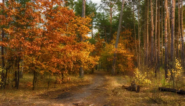 秋の旅 森の中を歩きます 秋の色 秋の紅葉 — ストック写真