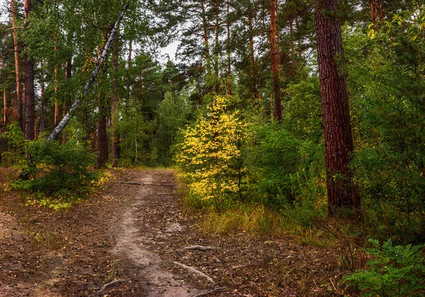 Reis Tot Herfst Wandelen Het Bos Herfst Kleuren Herfstbladeren Melancholie — Stockfoto