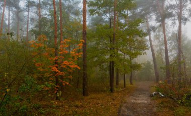 Sonbahar ormanda yürümek. sis. yolculuk.