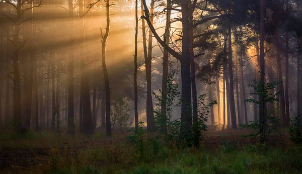 Promenade Dans Forêt Automne Rayons Solaires Couleurs Automne — Photo