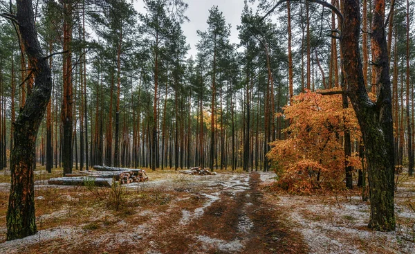 Spacer Lesie Jesienią Pierwszy Śnieg Kolory Jesieni Chłodno — Zdjęcie stockowe