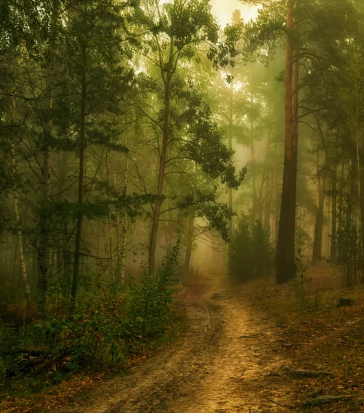 Прогулка Осеннему Лесу Туман Осенние Цвета Melancholy — стоковое фото