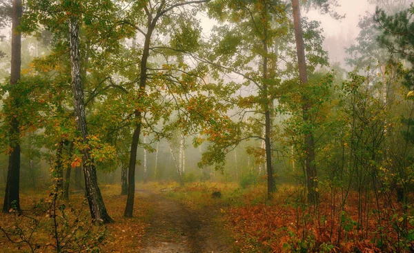 Caminhar Floresta Outono Nevoeiro Cores Outono Melancolia — Fotografia de Stock