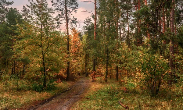 Promenade Dans Forêt Automne Bonsoir Couleurs Automne Coucher Soleil — Photo