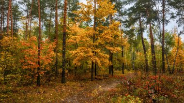 sonbaharda yürümek. ormanda yürümek. sonbahar renkleri. sonbahar yaprakları. melankoli.