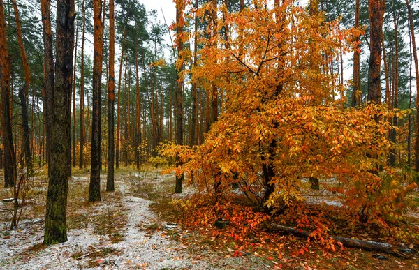 Promenad Skogen Höst Första Snön Höstens Färger Kallt — Stockfoto