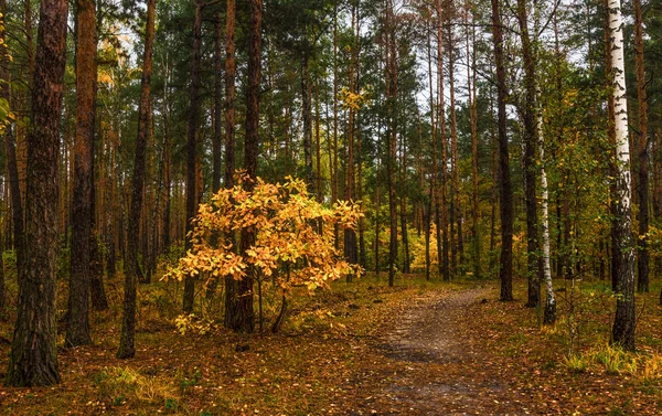 Caminar Otoño Caminar Por Bosque Colores Otoño Hojas Otoño Melancolía — Foto de Stock