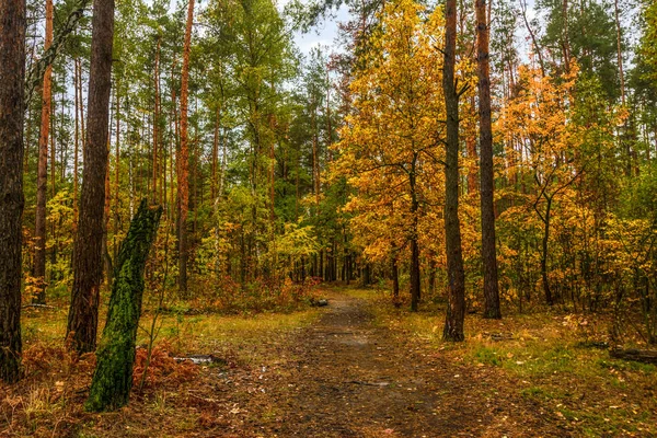 秋の中を歩きます 森の中を歩きます 秋の色 秋の紅葉 — ストック写真