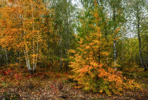 Promenad Höst Skogen Höstens Färger Höstlöv Melankoli — Stockfoto