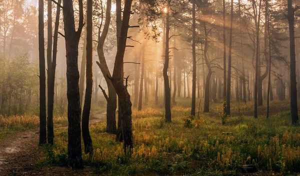 Promenade Dans Forêt Automne Rayons Solaires Couleurs Automne Brouillard — Photo