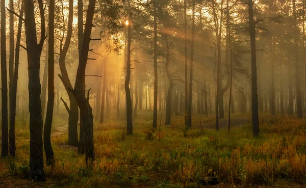 Прогулка Осеннему Лесу Солнечные Лучи Осенние Цвета Туман — стоковое фото