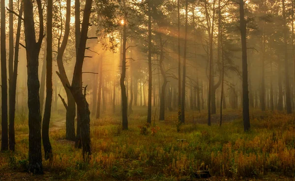 Promenade Dans Forêt Automne Rayons Solaires Couleurs Automne Brouillard — Photo