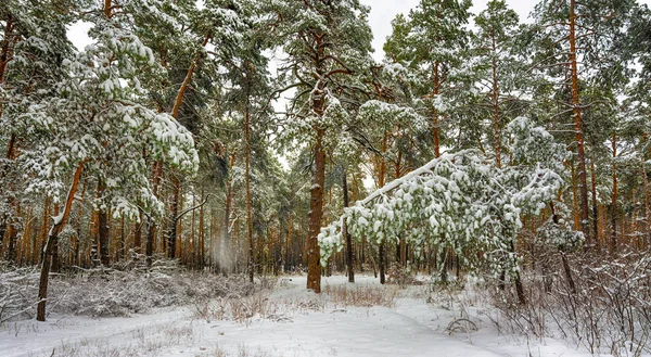 Walk Snowy Woods Snow Winter Coldly — Stock Photo, Image