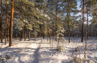 karlı ormanı gezisi. kar. kar yağışı. ormanda yürümek.