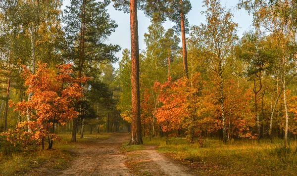 森の中を歩きます 秋の色 秋の紅葉 美しさ — ストック写真