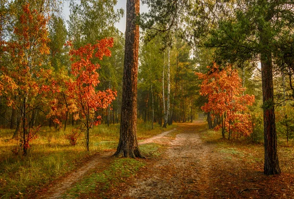森の中を歩きます 秋の色 秋の紅葉 美しさ — ストック写真