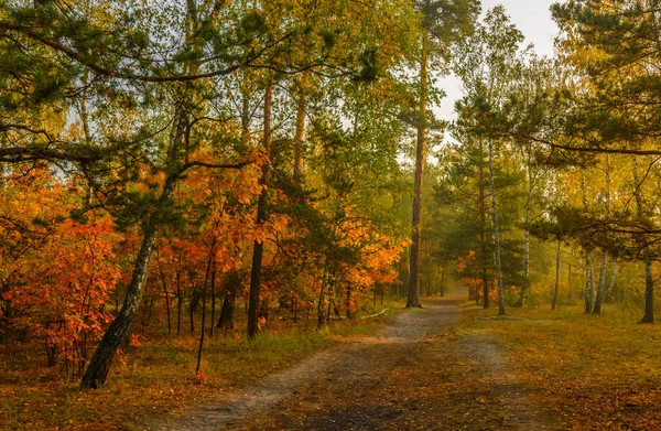 Caminhe Floresta Outono Cores Outono Folhas Outono Beleza Prazer — Fotografia de Stock