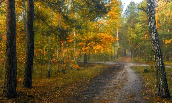 Wandelen Het Bos Herfst Herfst Kleuren Herfstbladeren Schoonheid Plezier — Stockfoto