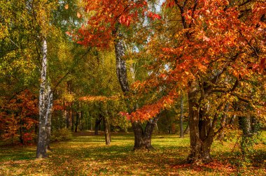 sonbahar orman. sonbahar renkleri. sonbahar yaprakları. Güzellik.