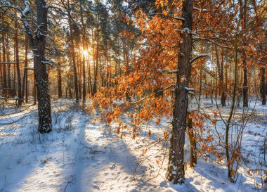 Kış manzarası. karlı ormanı. kar kaplı ağaçlar. soğuk.